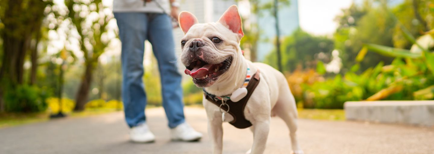 smiling dog in the park